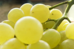 Koblenzer Weinfest im Stadtteil Lay